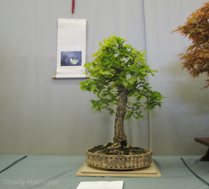 oak bonsai